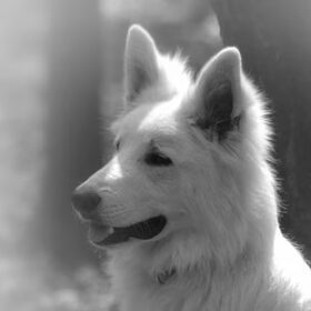 Zaros Keano Adorable White Pearl
