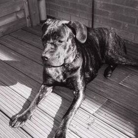 dogo sombra