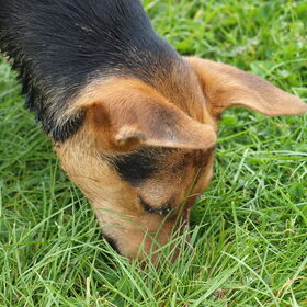 Wat is dat (2).