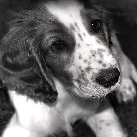 Welsh Springer Spaniel pup