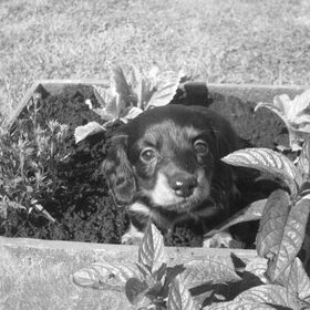 kiki in de bloempot.:)