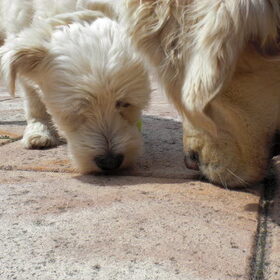 Samen