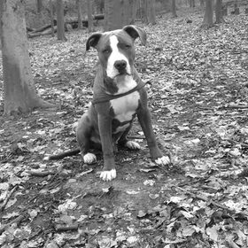 American Staffordshire Terrier