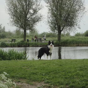 Loki wacht altijd netjes aan het water