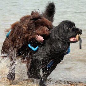 Waterpret!