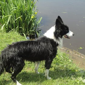 Loki is gek op zwemmen!
