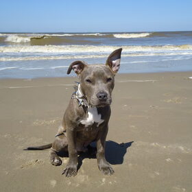 beach boy