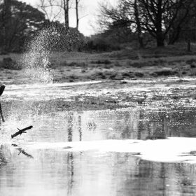 Splash