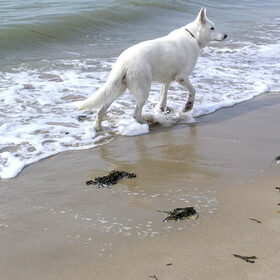 Sara, wandelend in de branding