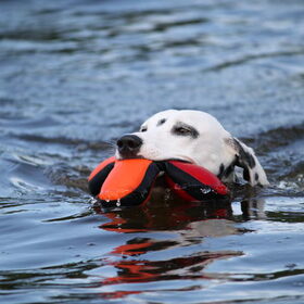 Nala apporteert in het water.