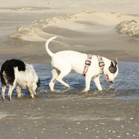 aan het strand