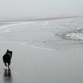 Andor op het strand