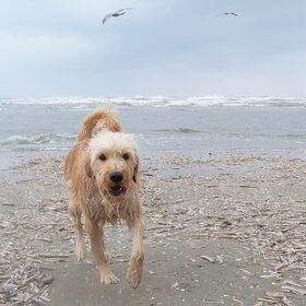 Lekker naar de zee...