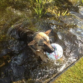 frodo mijn water ratje