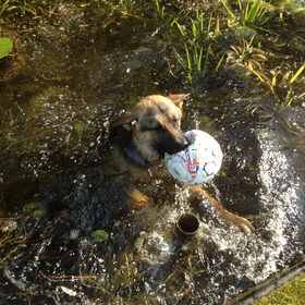 frodo mijn water ratje