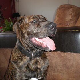 Balder cadebou van 6 maanden oud