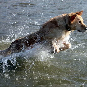 Max in actie!