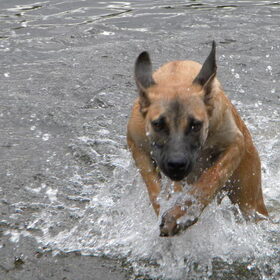 racen in het water