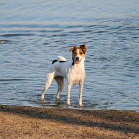 Roxy aan het pootje baden, zwemmen wil ze niet.