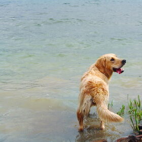 Mag ik in het water?