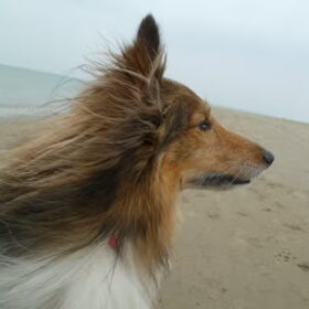 Miko aan zee