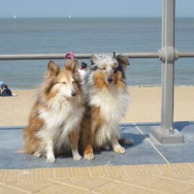 Mijn oudje en Indy aan zee