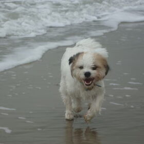 Dansen aan zee...