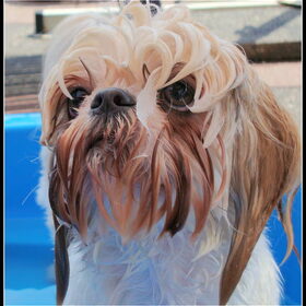 Waterbekkie