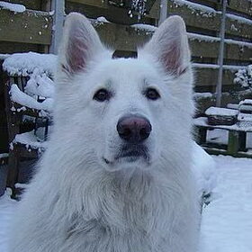 Mexx in de sneeuw