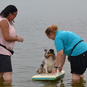 Surfing Sheltie