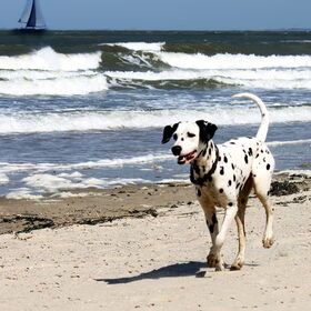 Mijn hond is zelden sprakeloos...