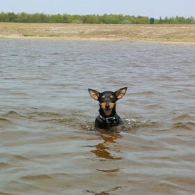 Water-Vleermuis ;)