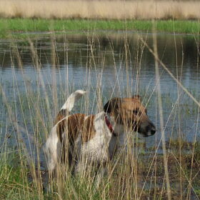 tussen het riet