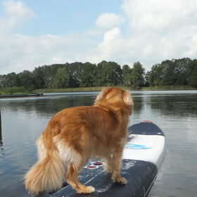 Teske aan het surfen