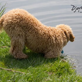 Held bij het water
