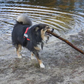 Taiko en z'n eerste stok