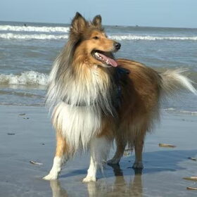 Cooper!