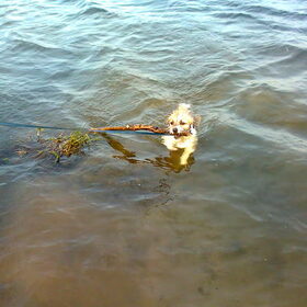 spelen in het water