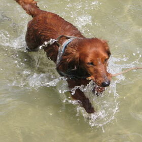 yuki in het water