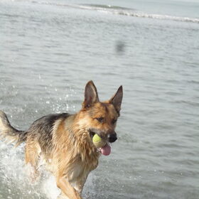 In de zee