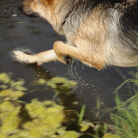 Splash!