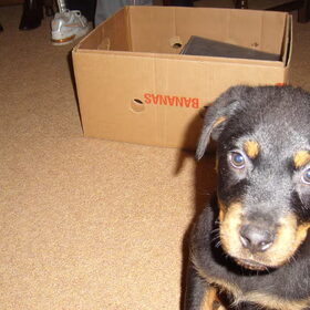 Tyson als pup