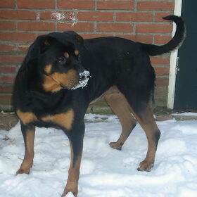 Maxi geniet enorm van de sneeuw!