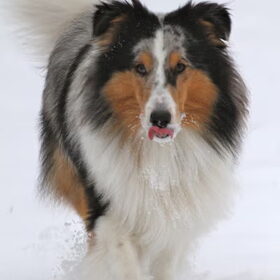 Groeten uit Siberie