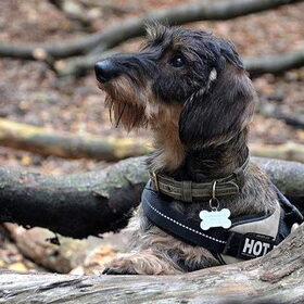 Groeten uit het bos...