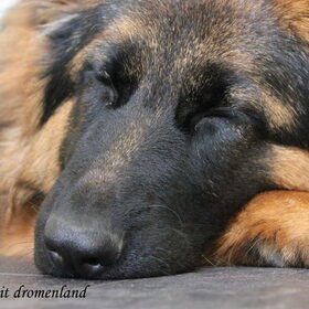groetjes uit ..... dromenland