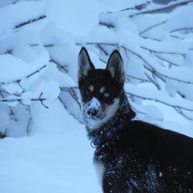 Shadow in de sneeuw