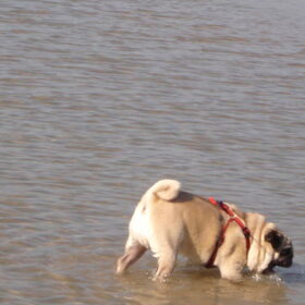 Billieke + zijn laatste wandeling Normandie