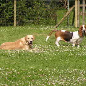 Samen in het gras