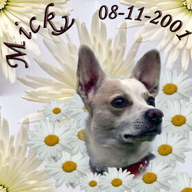 Micky 7,5 jaar!